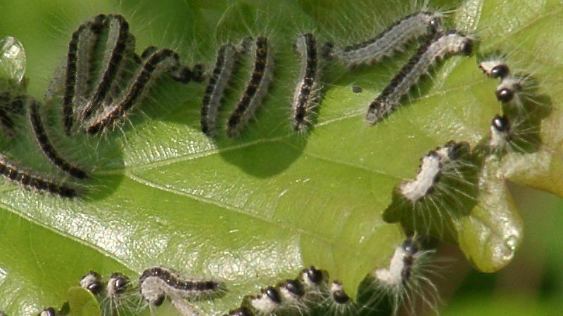 chenilles processionnaires chenilles processionnaires