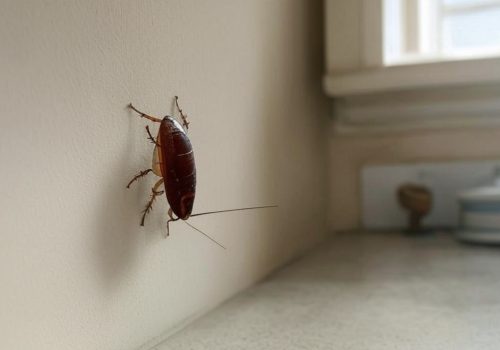 DeSINSECTISATION DÉSINSECTISATION : ÉRADICATION DES INSECTES RAMPANTS sone et loire