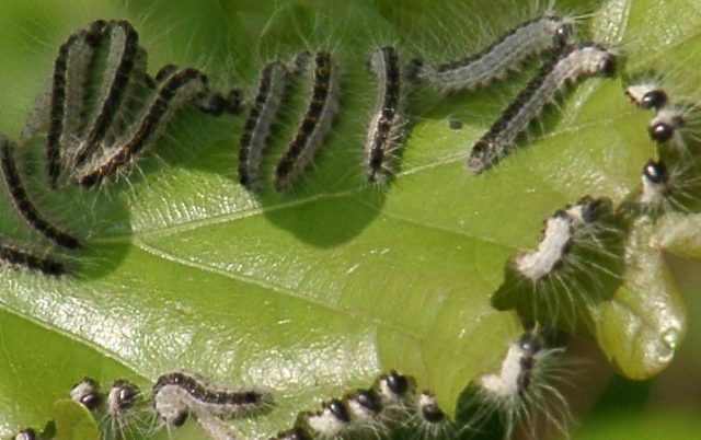 chenilles processionnaires chenilles processionnaires