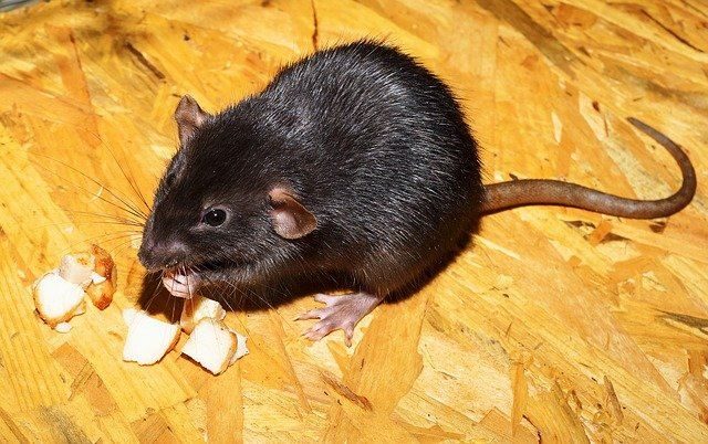 Dératisation et élimination des Rats, souris, mulots en Saône-et-Loire Dératisation et élimination des Rats, souris, mulots en Saône-et-Loire