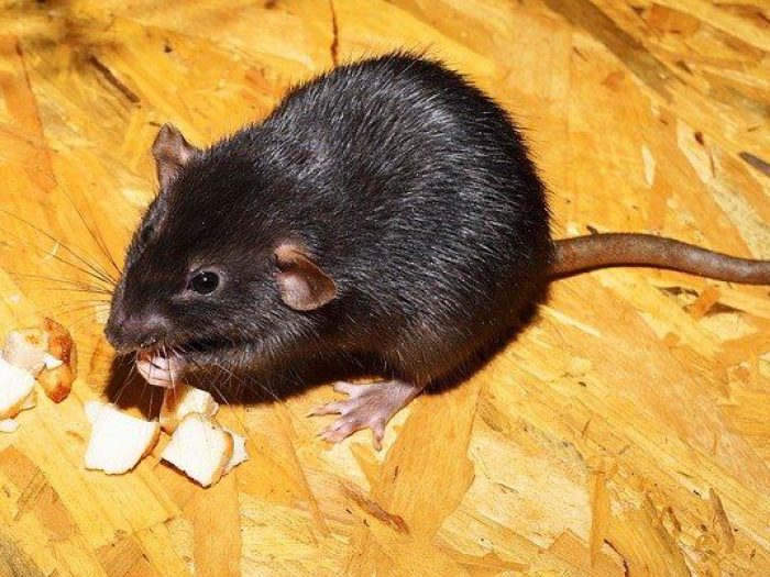 Dératisation et élimination des Rats, souris, mulots en Saône-et-Loire Dératisation et élimination des Rats, souris, mulots en Saône-et-Loire