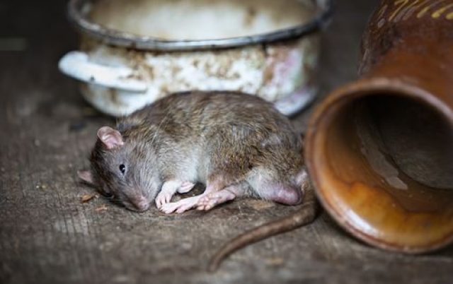 rats-des-villes-fi30148552x495 rats-des-villes-fi30148552x495